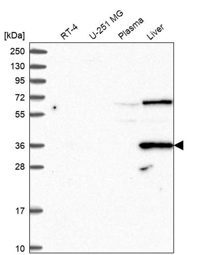 DAO Antibody in Western Blot (WB)