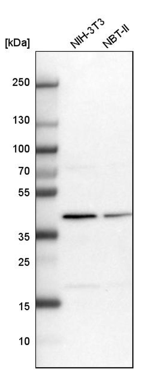 PSMD13 Antibody in Western Blot (WB)