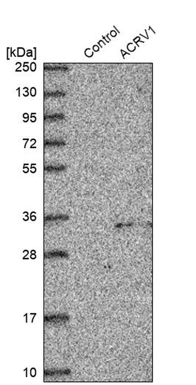 Acrosomal Vesicle Protein Antibody in Western Blot (WB)