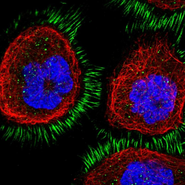 CD99L2 Antibody in Immunocytochemistry (ICC/IF)