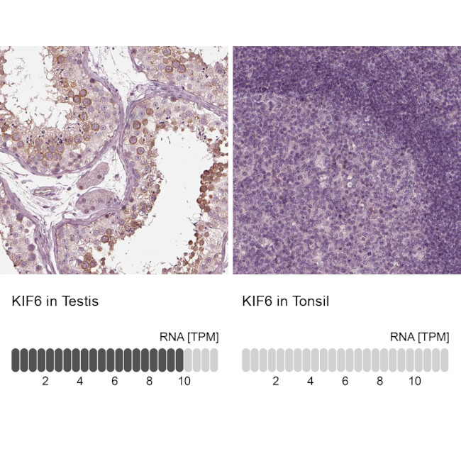 KIF6 Antibody