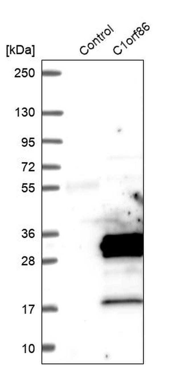 C1orf86 Antibody in Western Blot (WB)