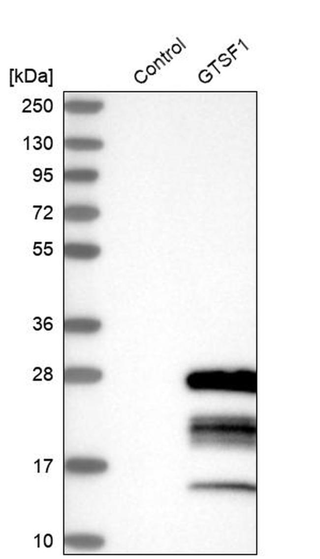 GTSF1 Antibody in Western Blot (WB)