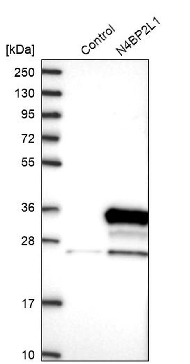 N4BP2L1 Antibody in Western Blot (WB)