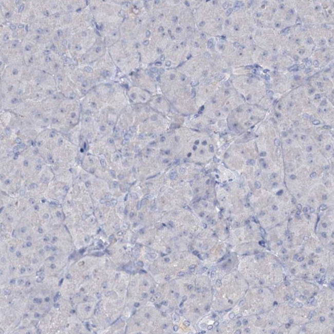 ATP4A Antibody in Immunohistochemistry (IHC)