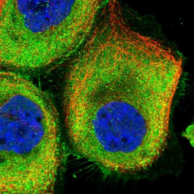 GADL1 Antibody in Immunocytochemistry (ICC/IF)