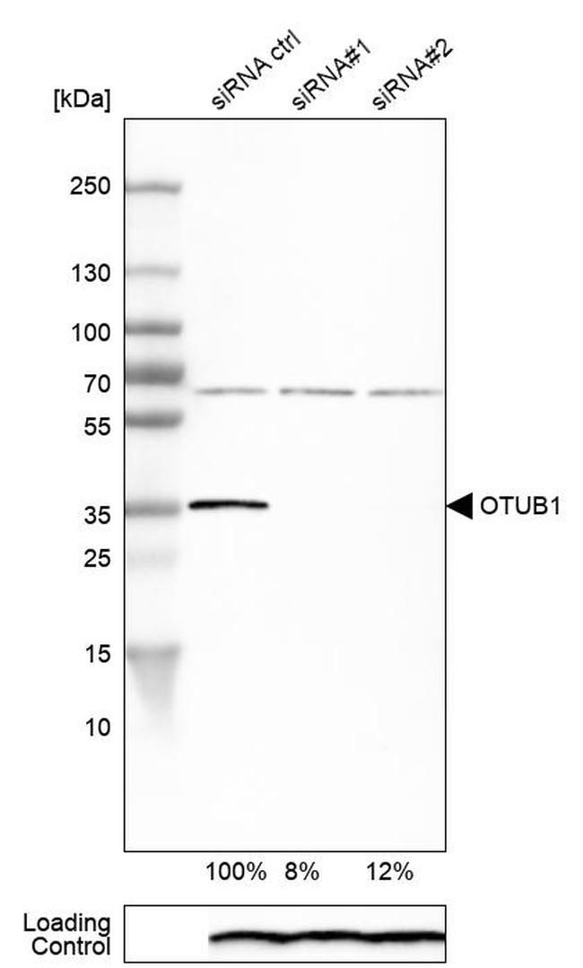 OTUB1 Antibody in Western Blot (WB)