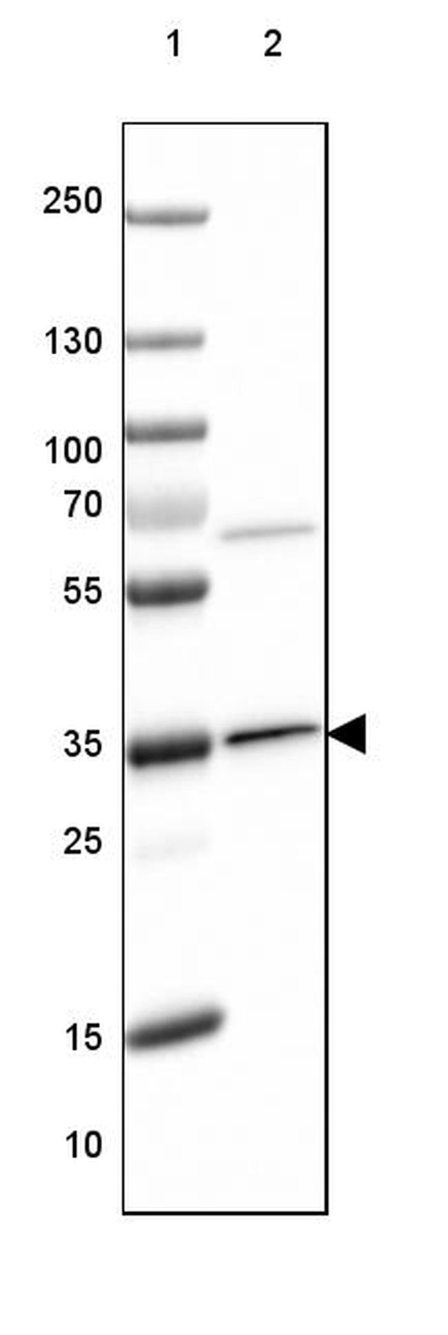 OTUB1 Antibody in Western Blot (WB)