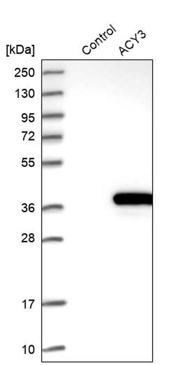 ACY3 Antibody in Western Blot (WB)