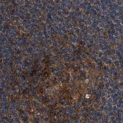 PEX5 Antibody in Immunohistochemistry (IHC)