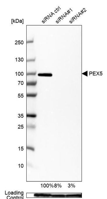 PEX5 Antibody