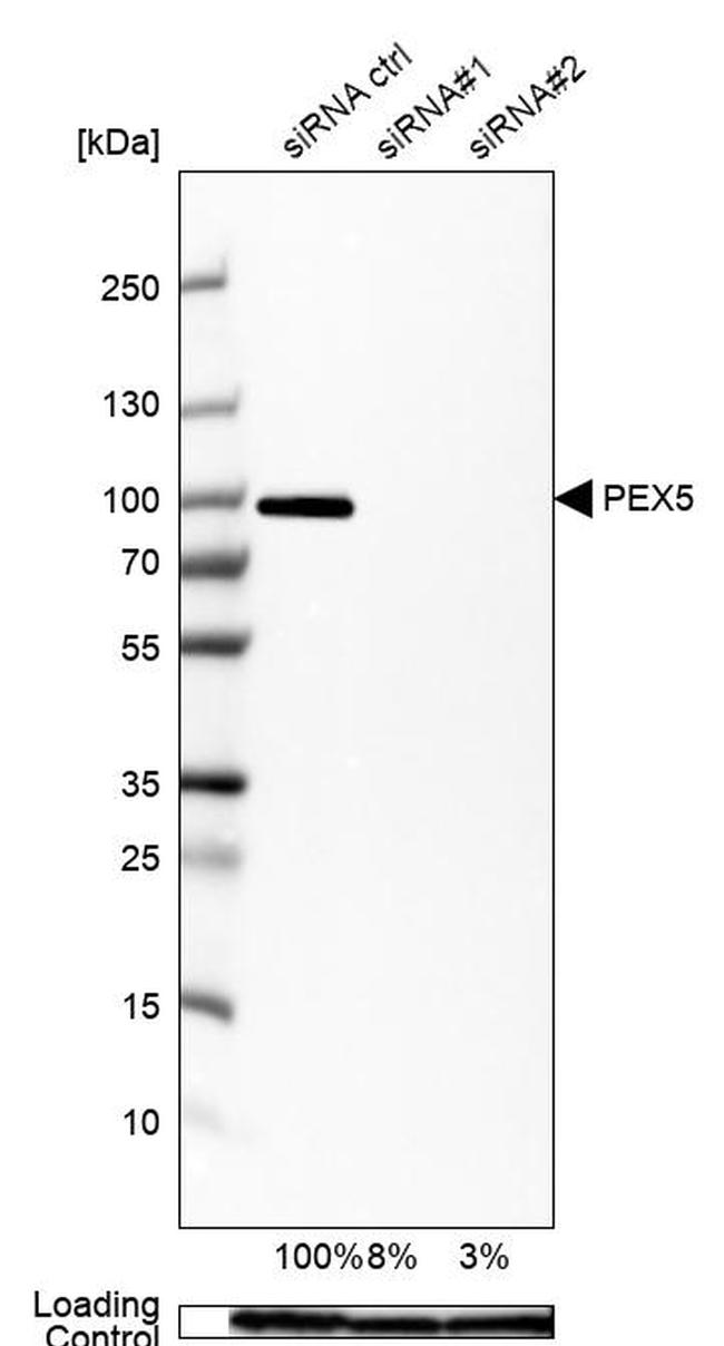 PEX5 Antibody in Western Blot (WB)