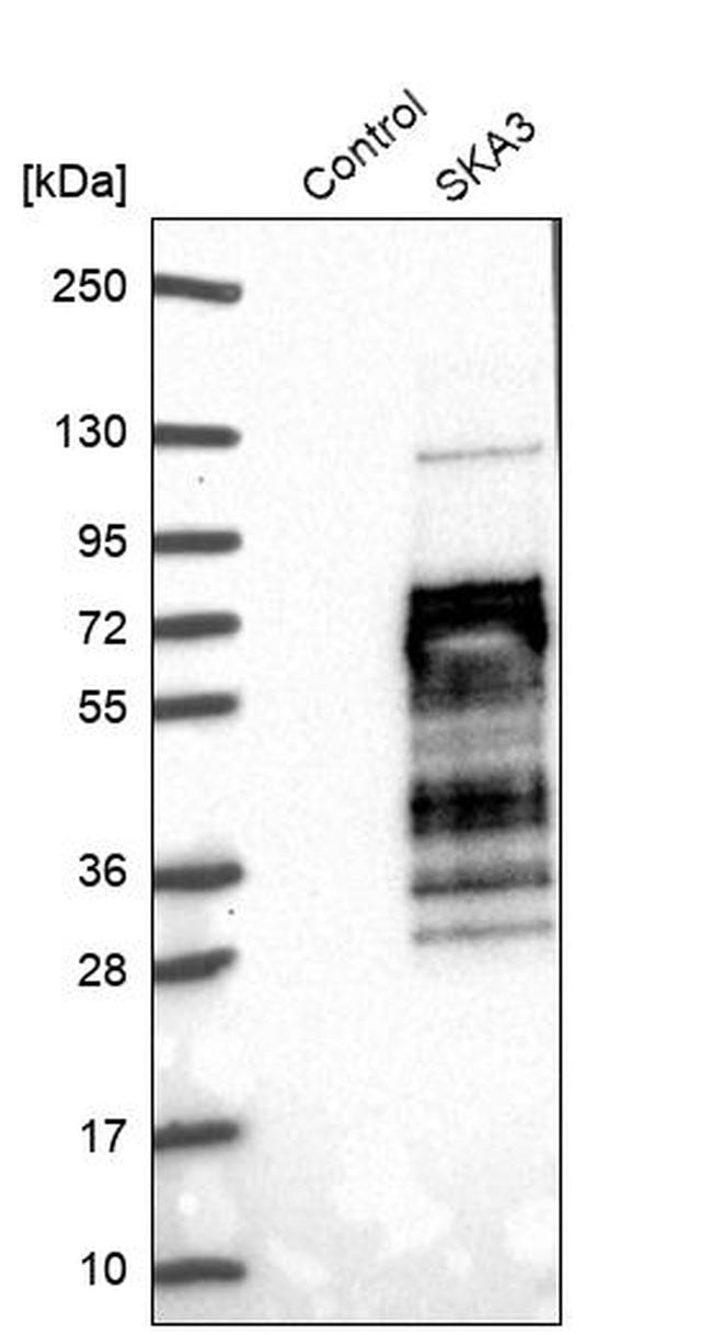 SKA3 Antibody in Western Blot (WB)