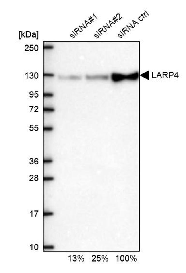 LARP4 Antibody in Western Blot (WB)