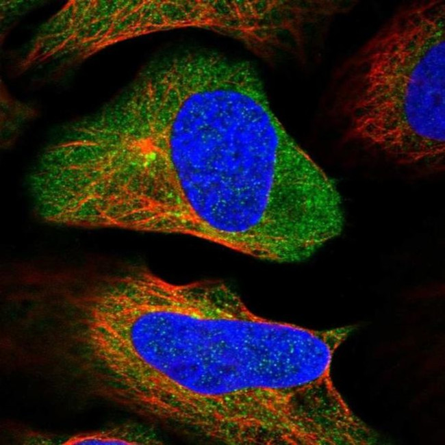 C12orf30 Antibody in Immunocytochemistry (ICC/IF)