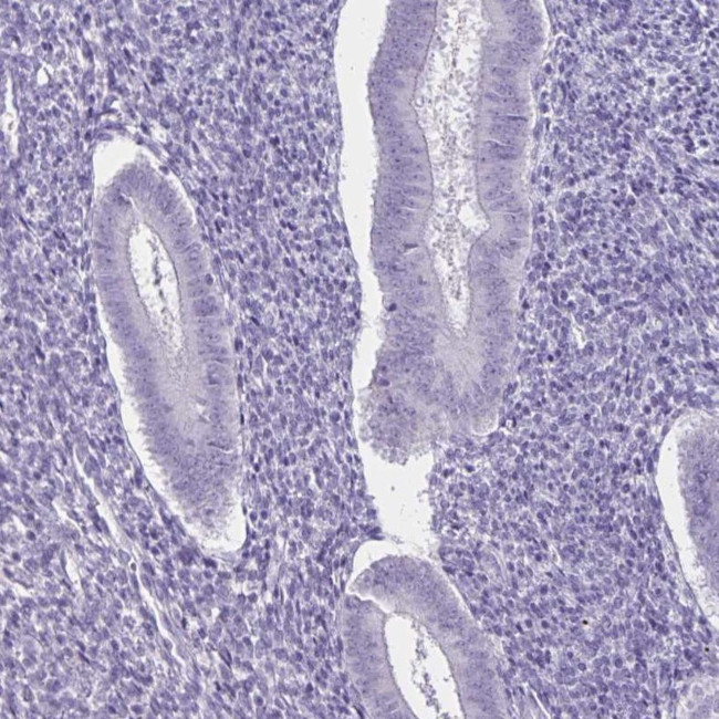 SH3GL3 Antibody in Immunohistochemistry (IHC)