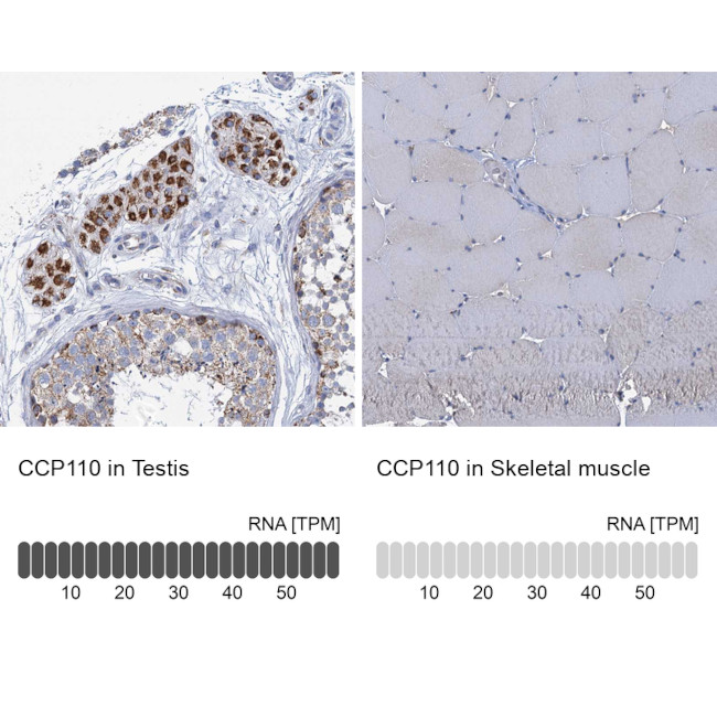 CCP110 Antibody