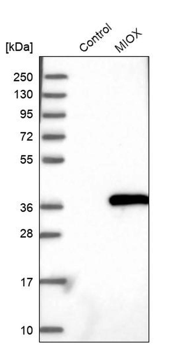 MIOX Antibody in Western Blot (WB)