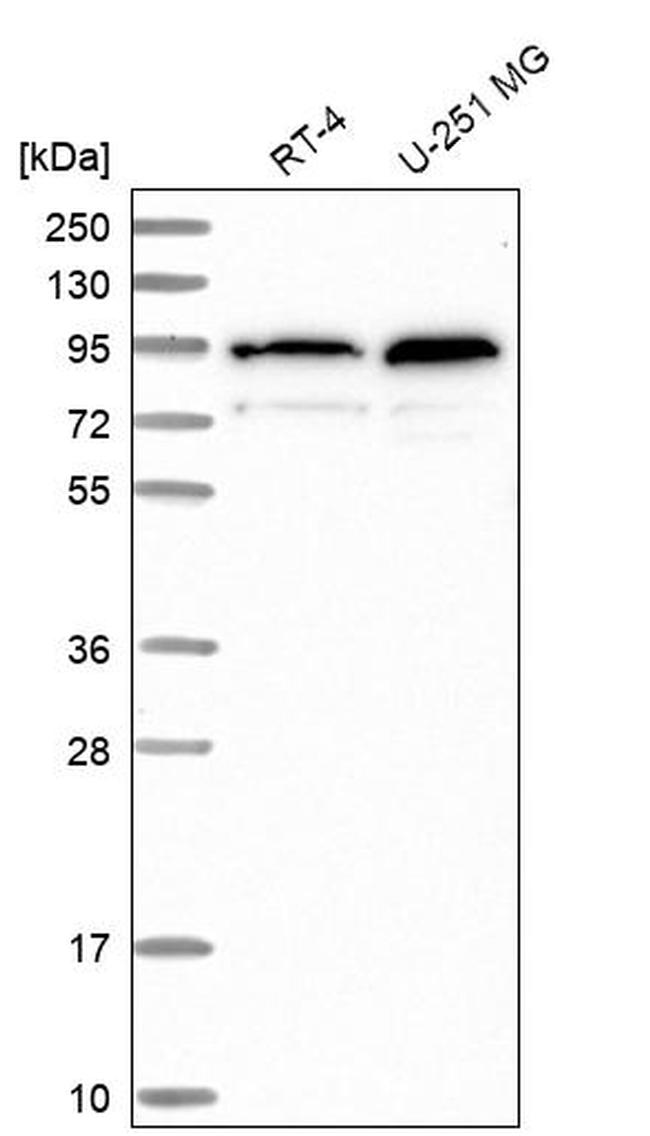 TMCO3 Antibody in Western Blot (WB)