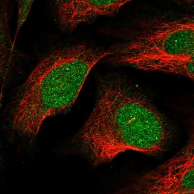 LSM11 Antibody in Immunocytochemistry (ICC/IF)