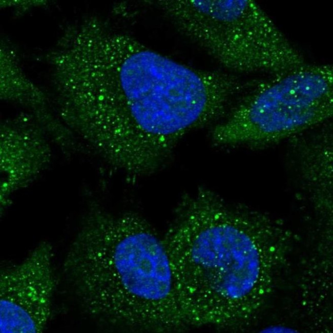 C11orf46 Antibody in Immunocytochemistry (ICC/IF)