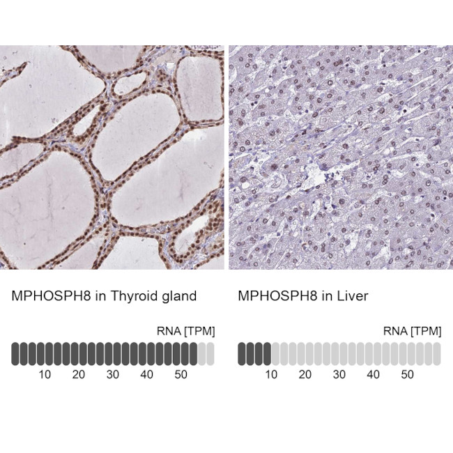 MPP8 Antibody