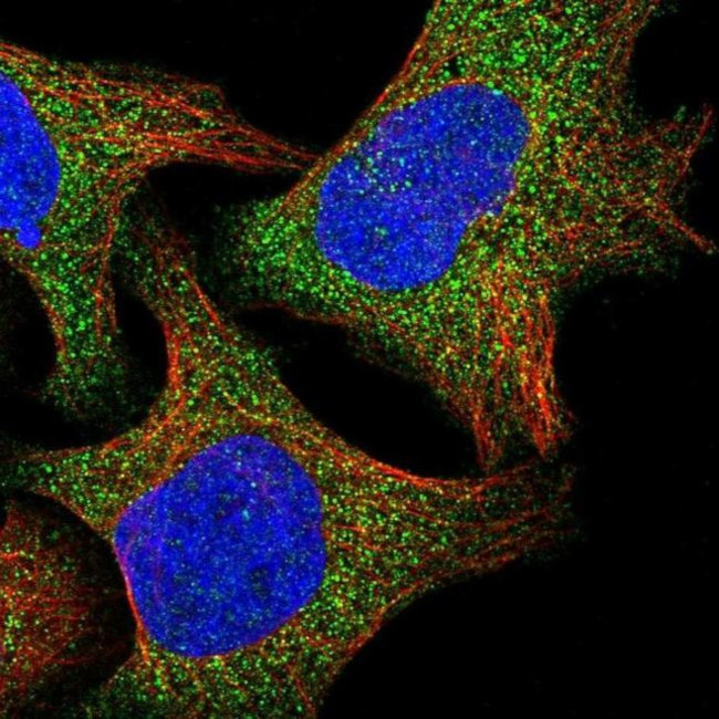 RAB3IL1 Antibody in Immunocytochemistry (ICC/IF)