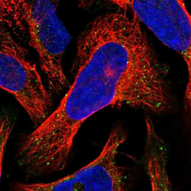 VPS36 Antibody in Immunocytochemistry (ICC/IF)