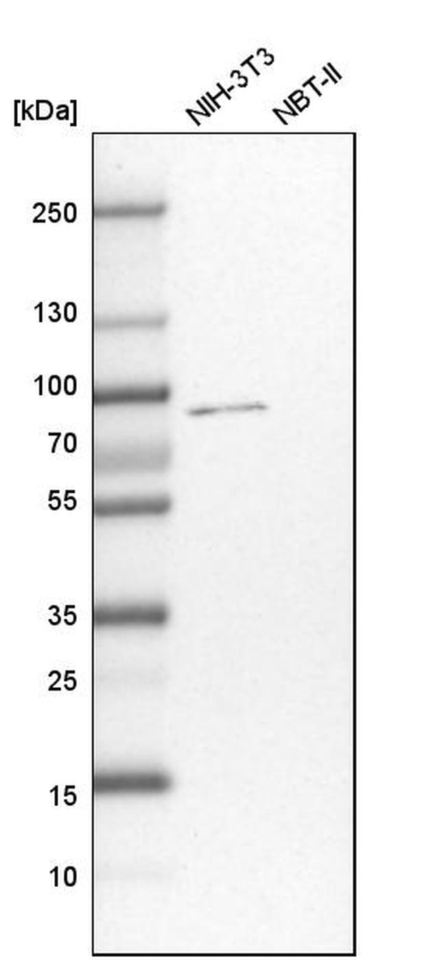 CSTF3 Antibody in Western Blot (WB)