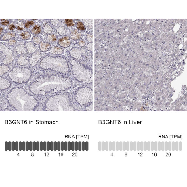 B3GNT6 Antibody