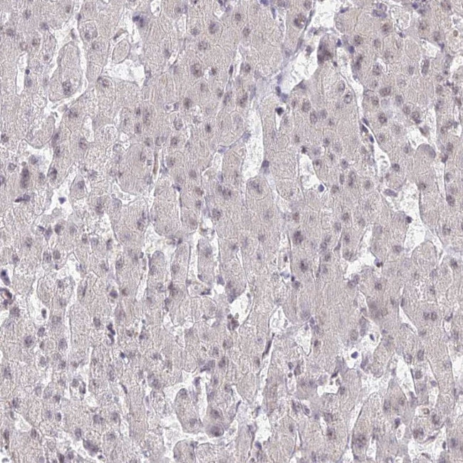 GOLGA3 Antibody in Immunohistochemistry (IHC)