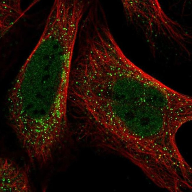 PIGQ Antibody in Immunocytochemistry (ICC/IF)