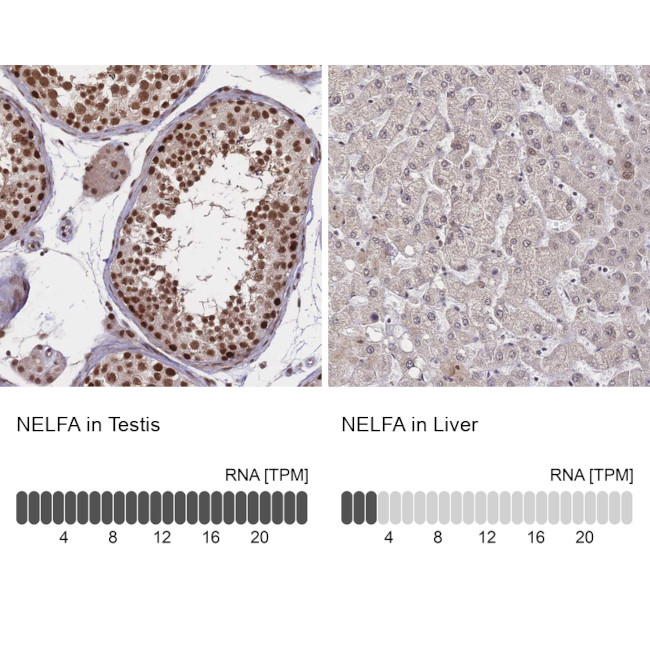 WHSC2 Antibody