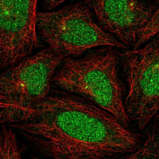 KLHL35 Antibody in Immunocytochemistry (ICC/IF)