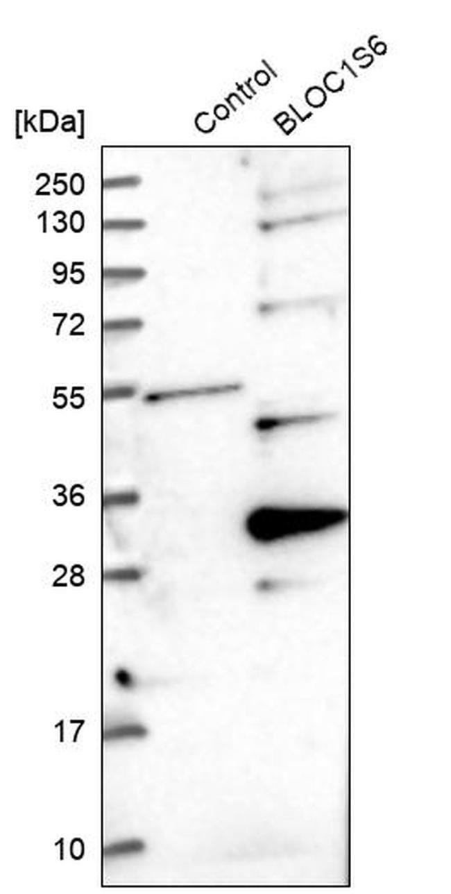 Pallidin Antibody in Western Blot (WB)