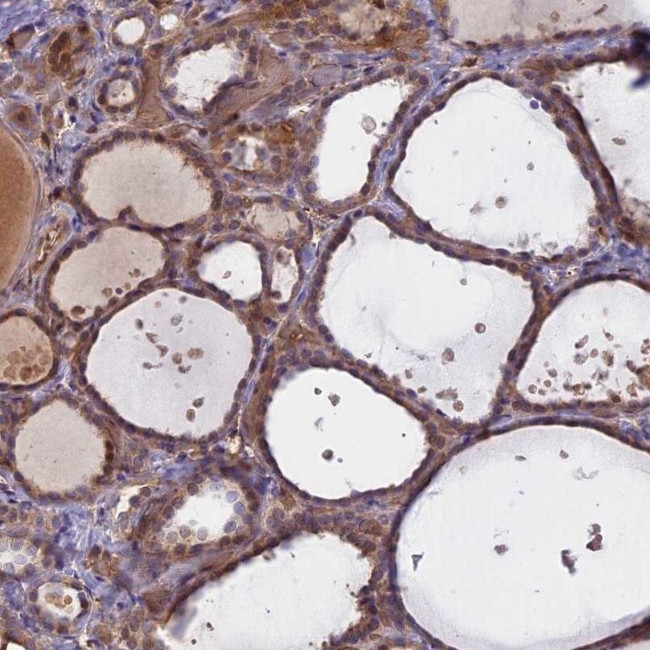 UFSP2 Antibody in Immunohistochemistry (IHC)