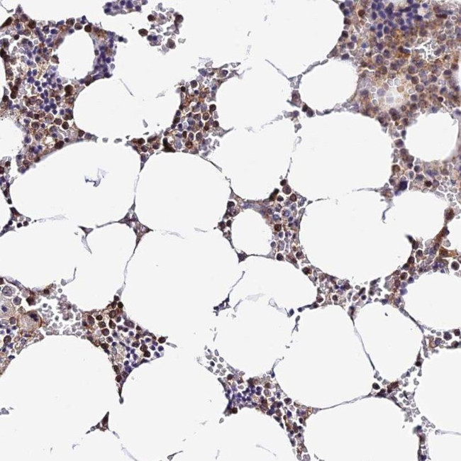 DNA Primase Antibody in Immunohistochemistry (IHC)