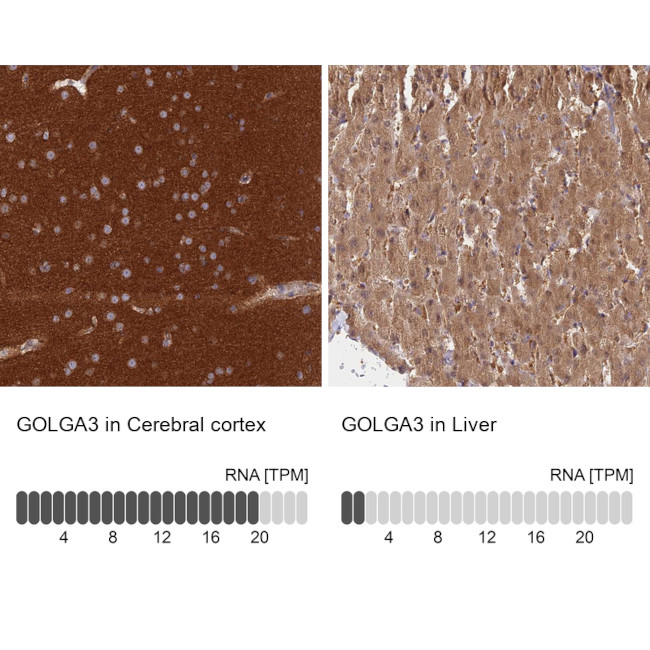 GOLGA3 Antibody