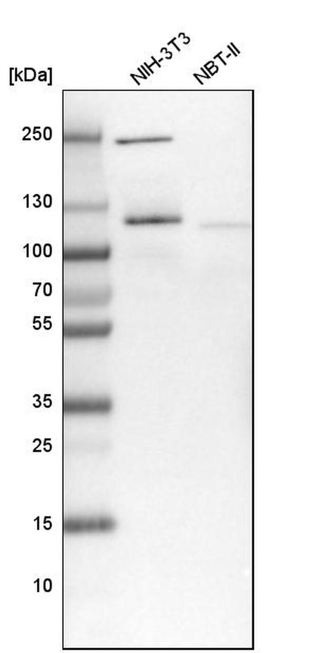 NOP2 Antibody in Western Blot (WB)