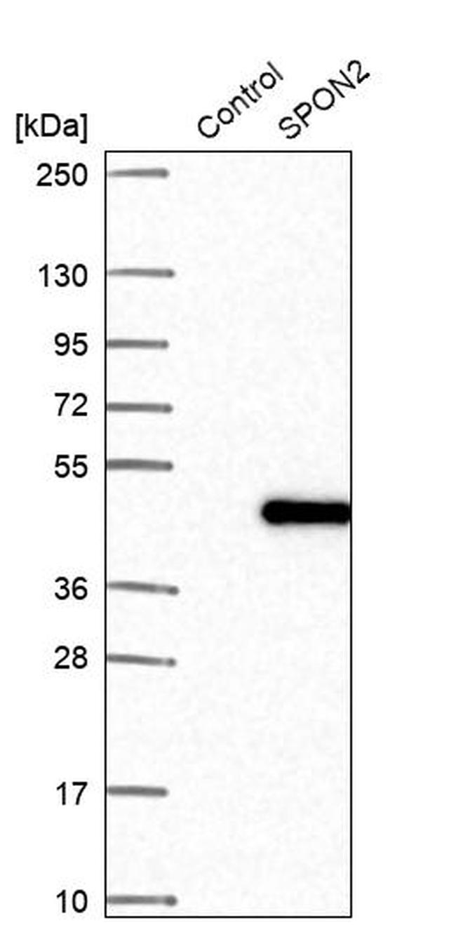 SPON2 Antibody in Western Blot (WB)