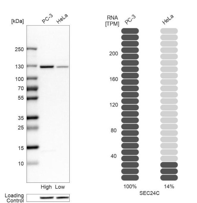 SEC24C Antibody