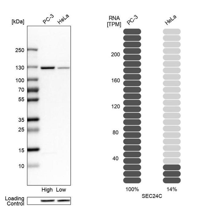 SEC24C Antibody in Western Blot (WB)