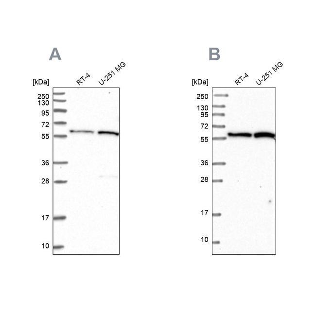 VWA9 Antibody in Western Blot (WB)