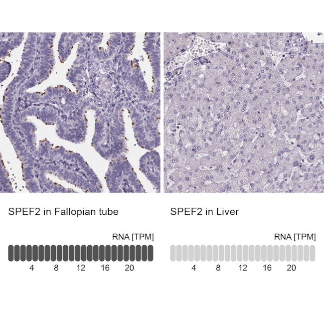 SPEF2 Antibody