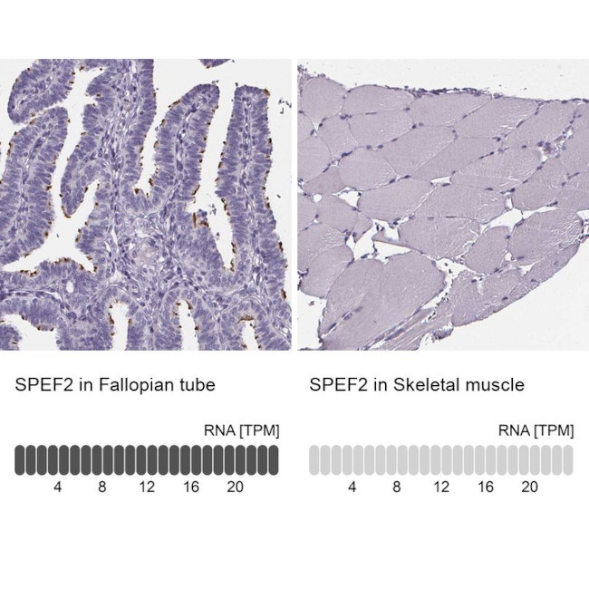 SPEF2 Antibody