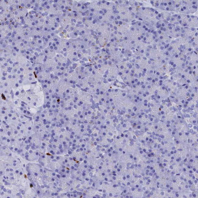 PLAC8 Antibody in Immunohistochemistry (IHC)