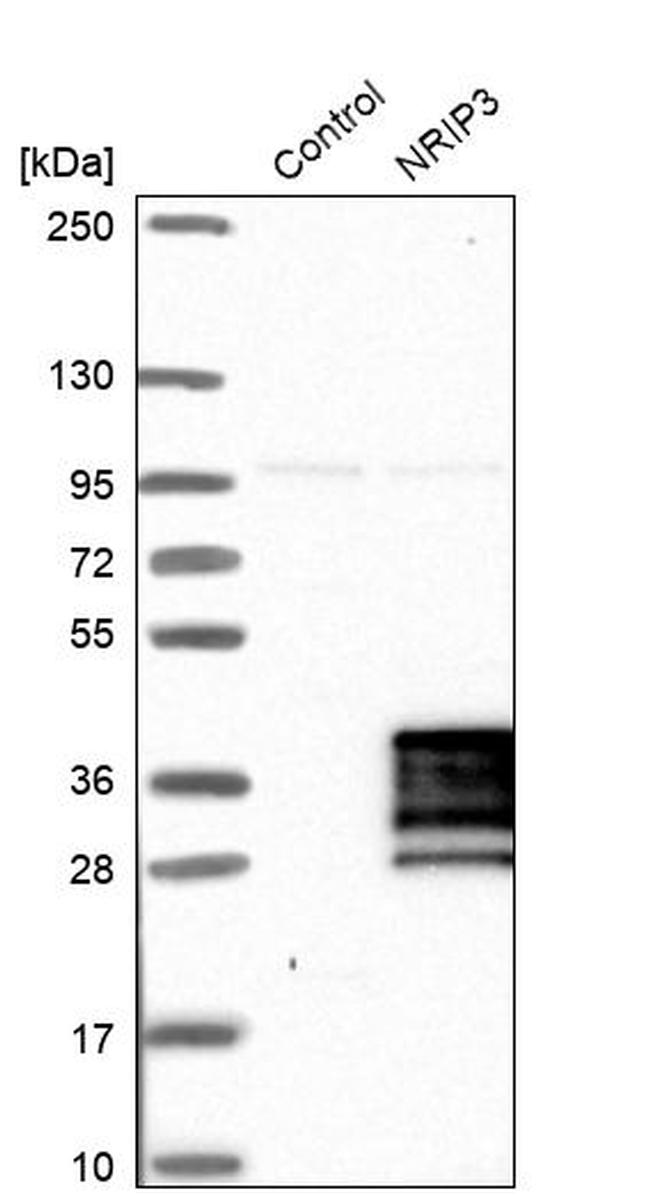 NRIP3 Antibody in Western Blot (WB)