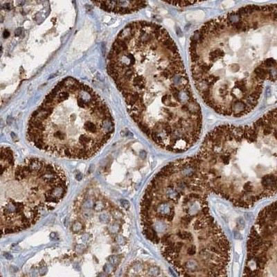 CEP68 Antibody in Immunohistochemistry (IHC)