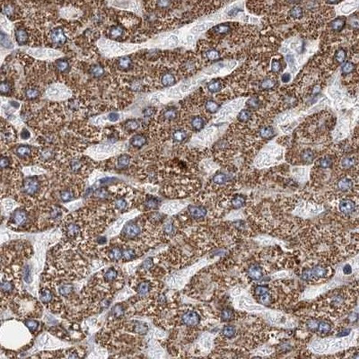 CEP68 Antibody in Immunohistochemistry (IHC)