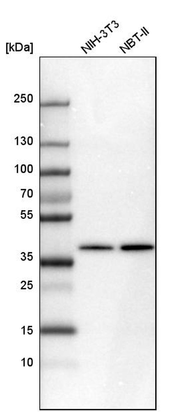 Sorbitol Dehydrogenase Antibody in Western Blot (WB)